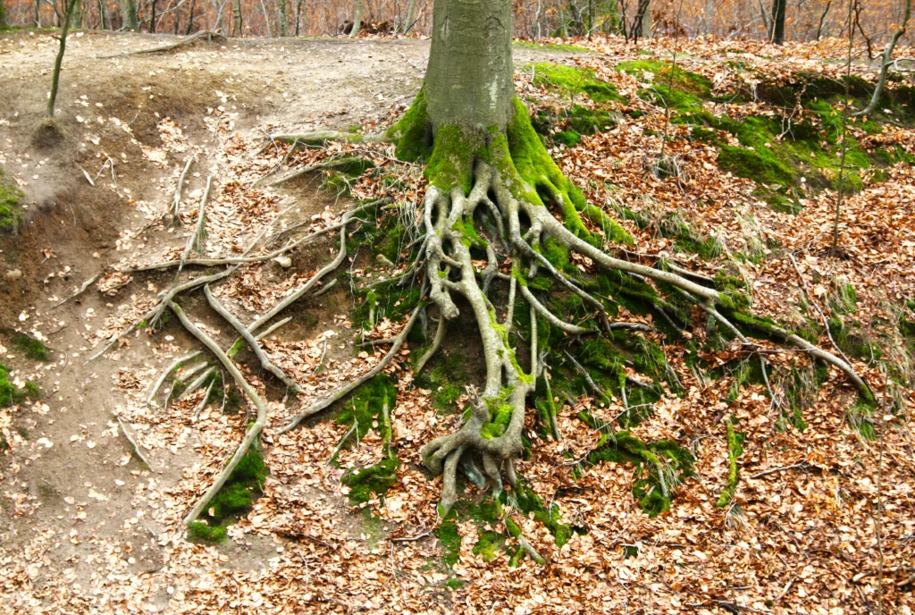 Eight limbs of yoga philosophy step-by-step symbolized as roots of a tree