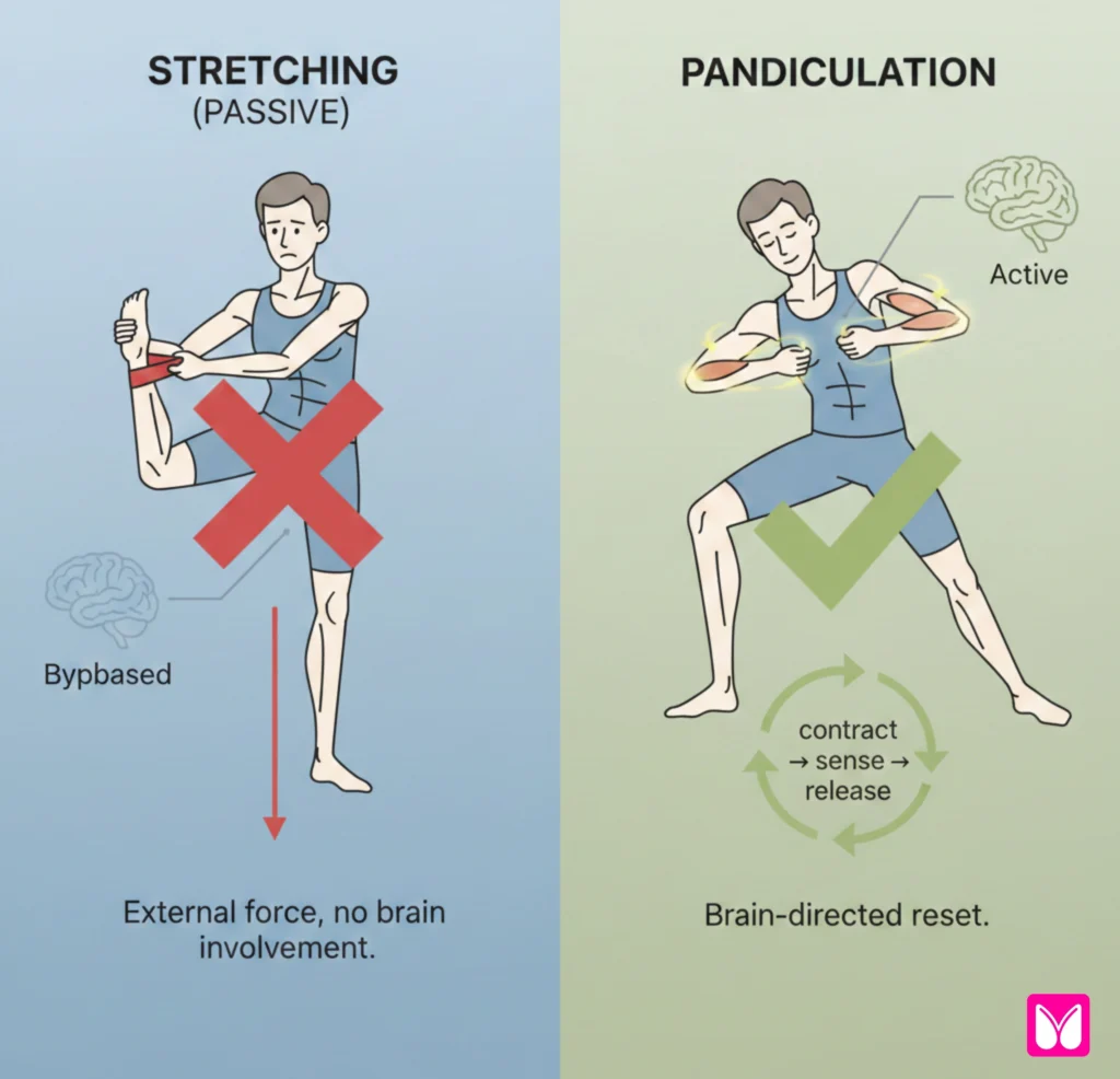 Pandiculation versus stretching comparison showing somatic movement therapy contracts and releases versus passive pulling