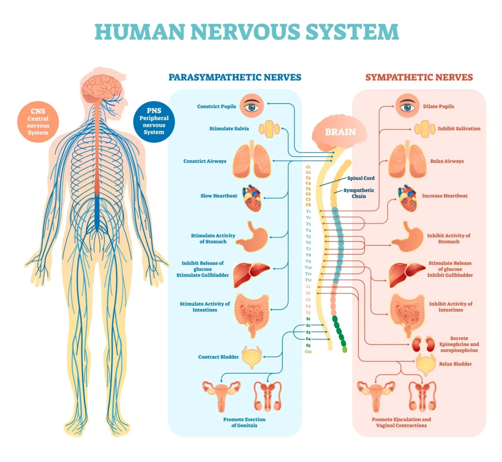 the nervous system shift